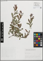 Foto von Salix purpurea L.